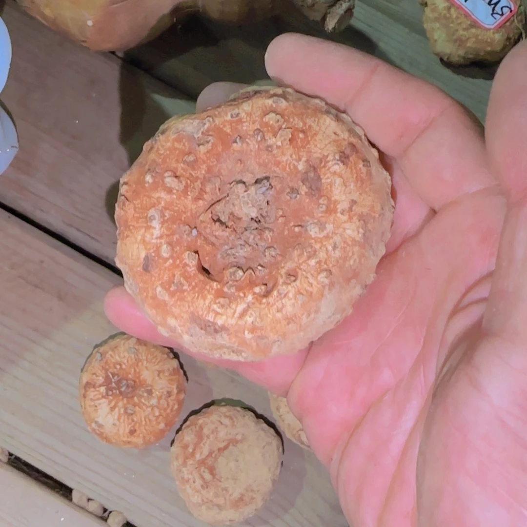 小****块根植物块根植物