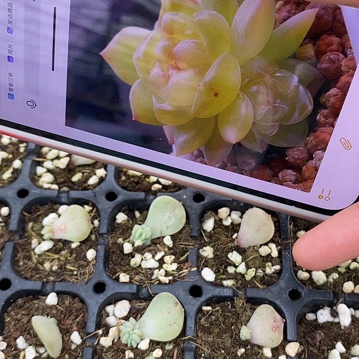 标345夏苒xz2芽苗一个