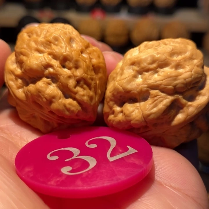 木质类魔鬼肌肉蟾35尺寸