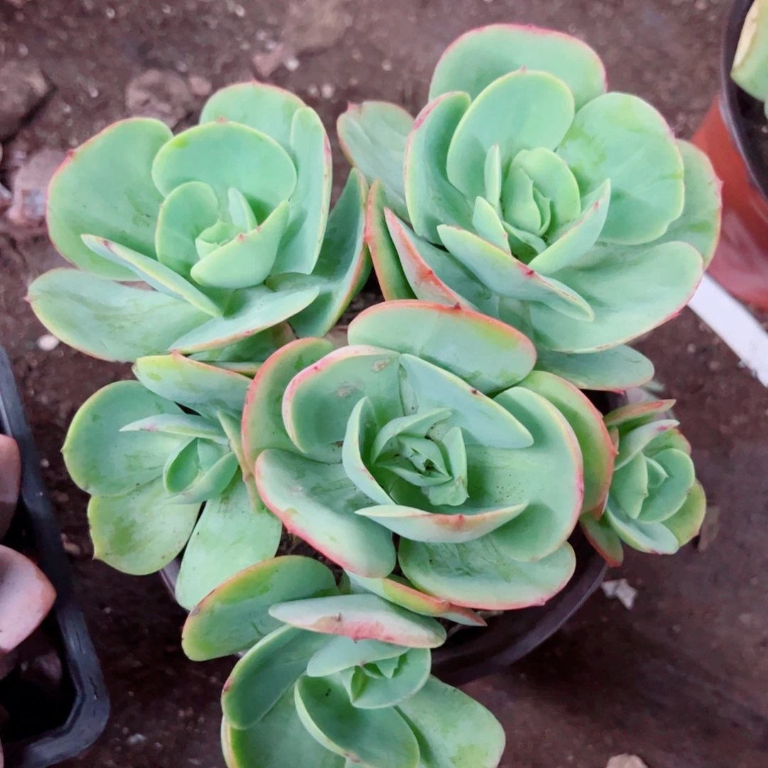 鸡蛋碧桃五头起发