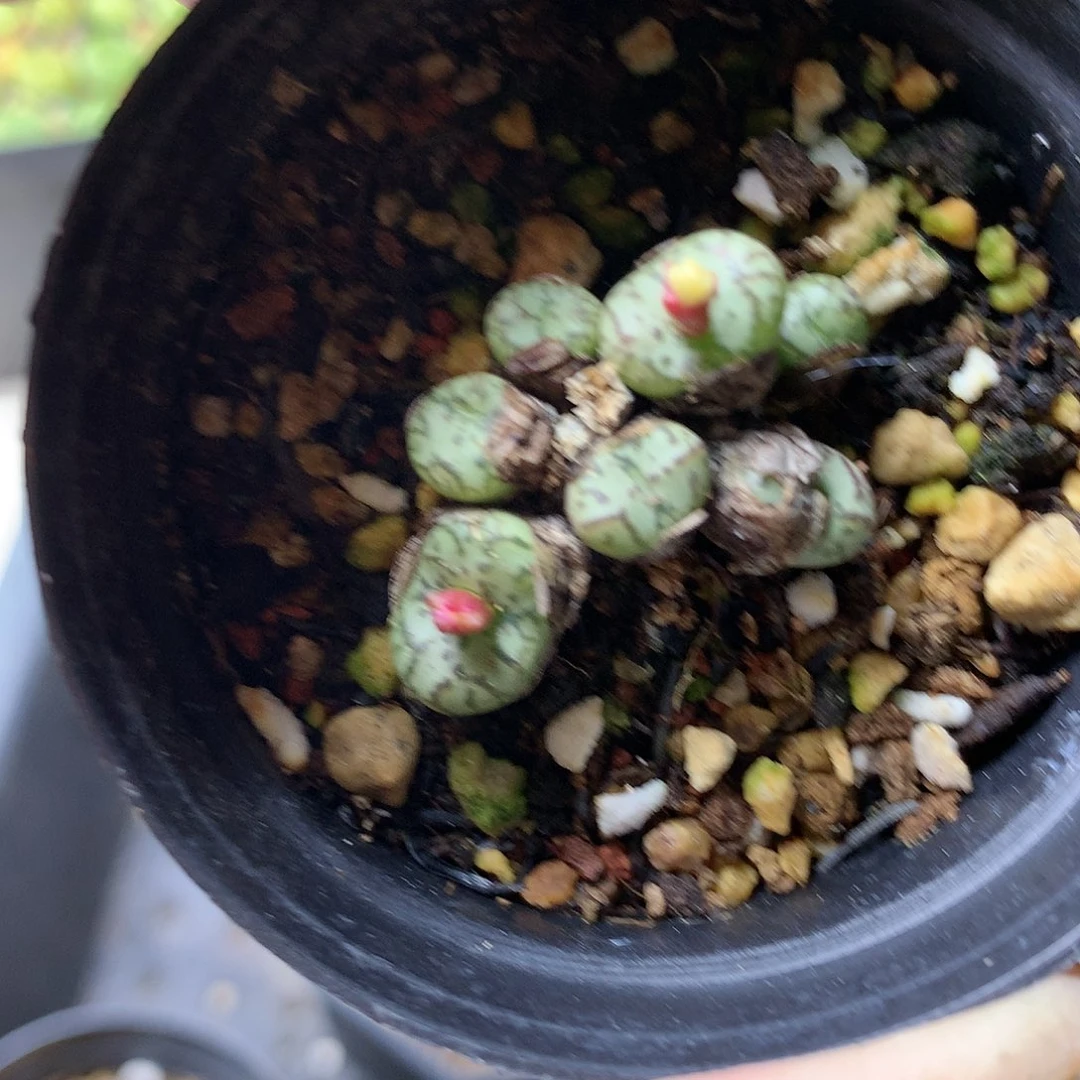 G420多肉植物保护