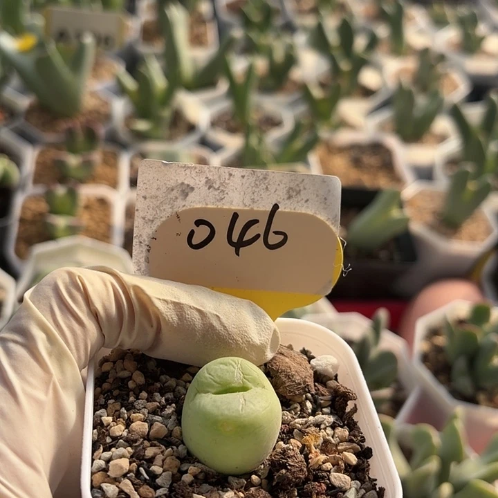 046年密密麻麻密密麻麻吗