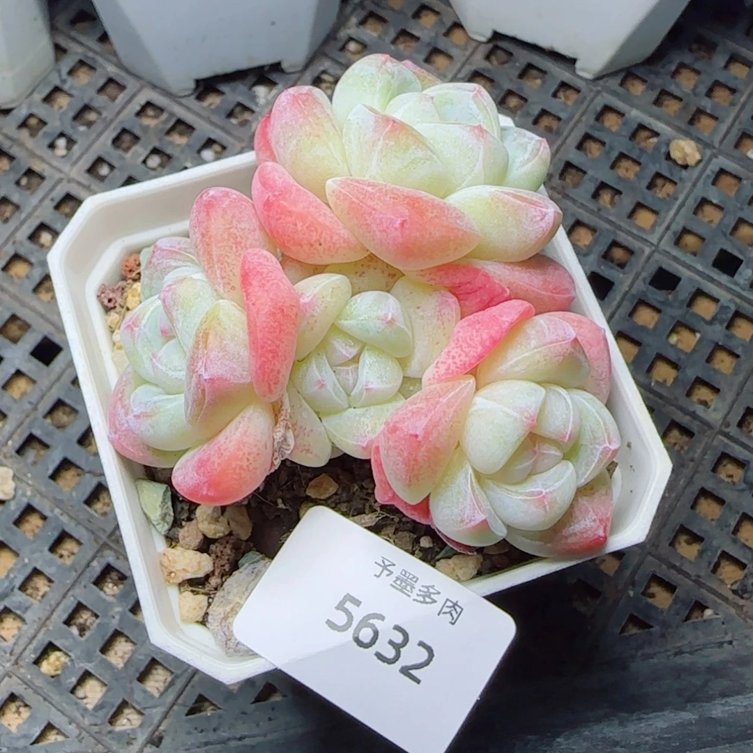 冰玉无砍，5632多肉植物