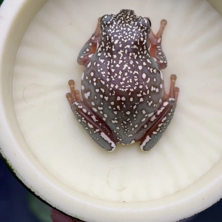 老爷树蛙6号精品暴雪蓝