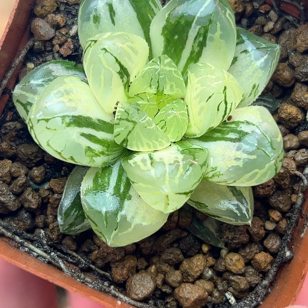 玛丽莲锦十二卷多肉植物