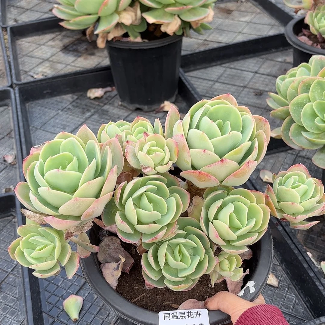 同温层多肉骑兵110