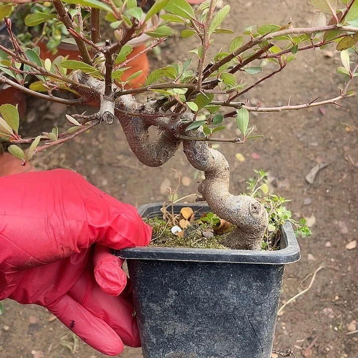 雨***翔无花朵30菊花菊花计划经济家