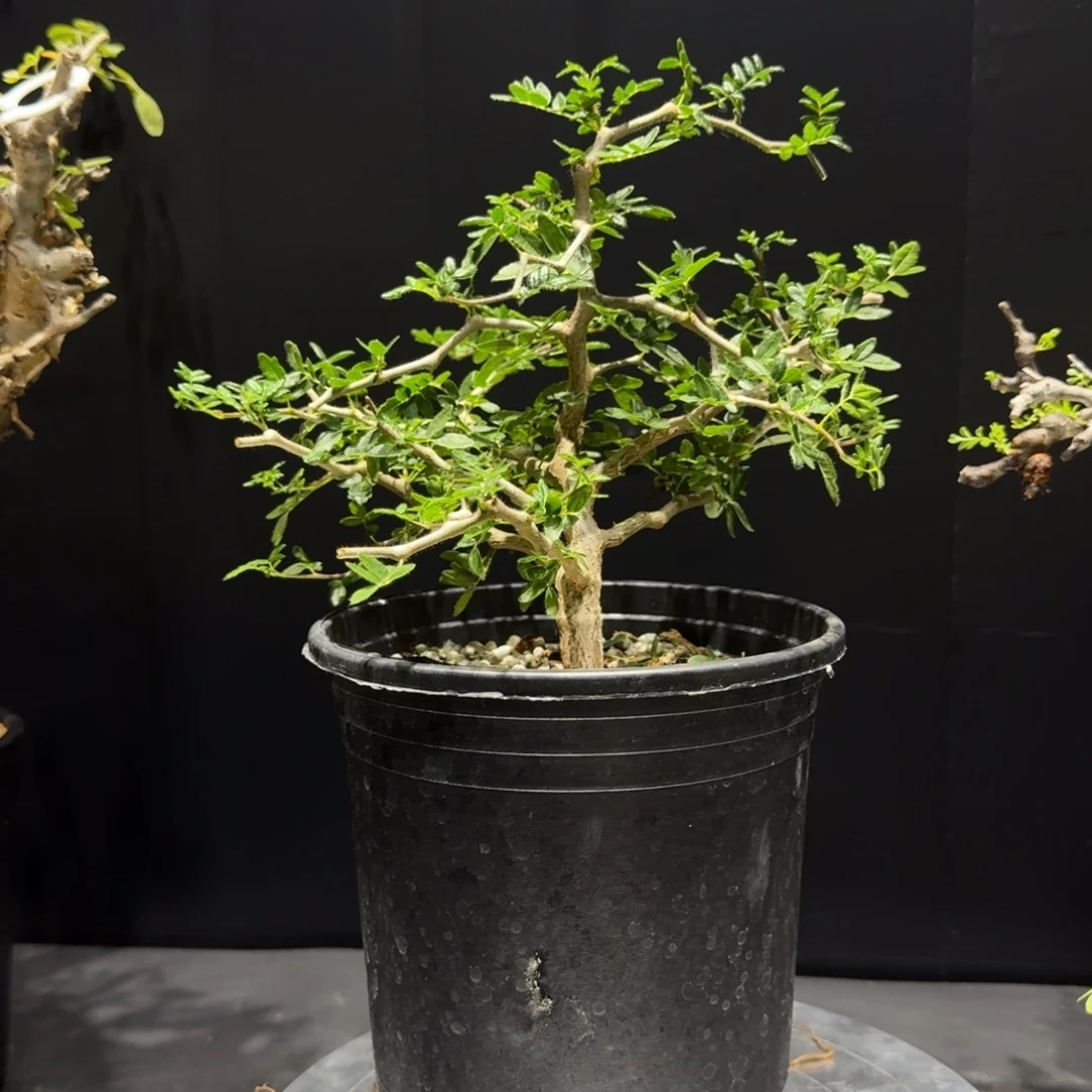 尘****滔天橄榄实生带盆