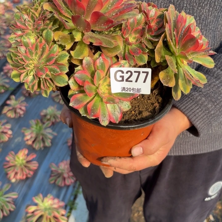 瑞妈，，。。。。。277。洛神缀