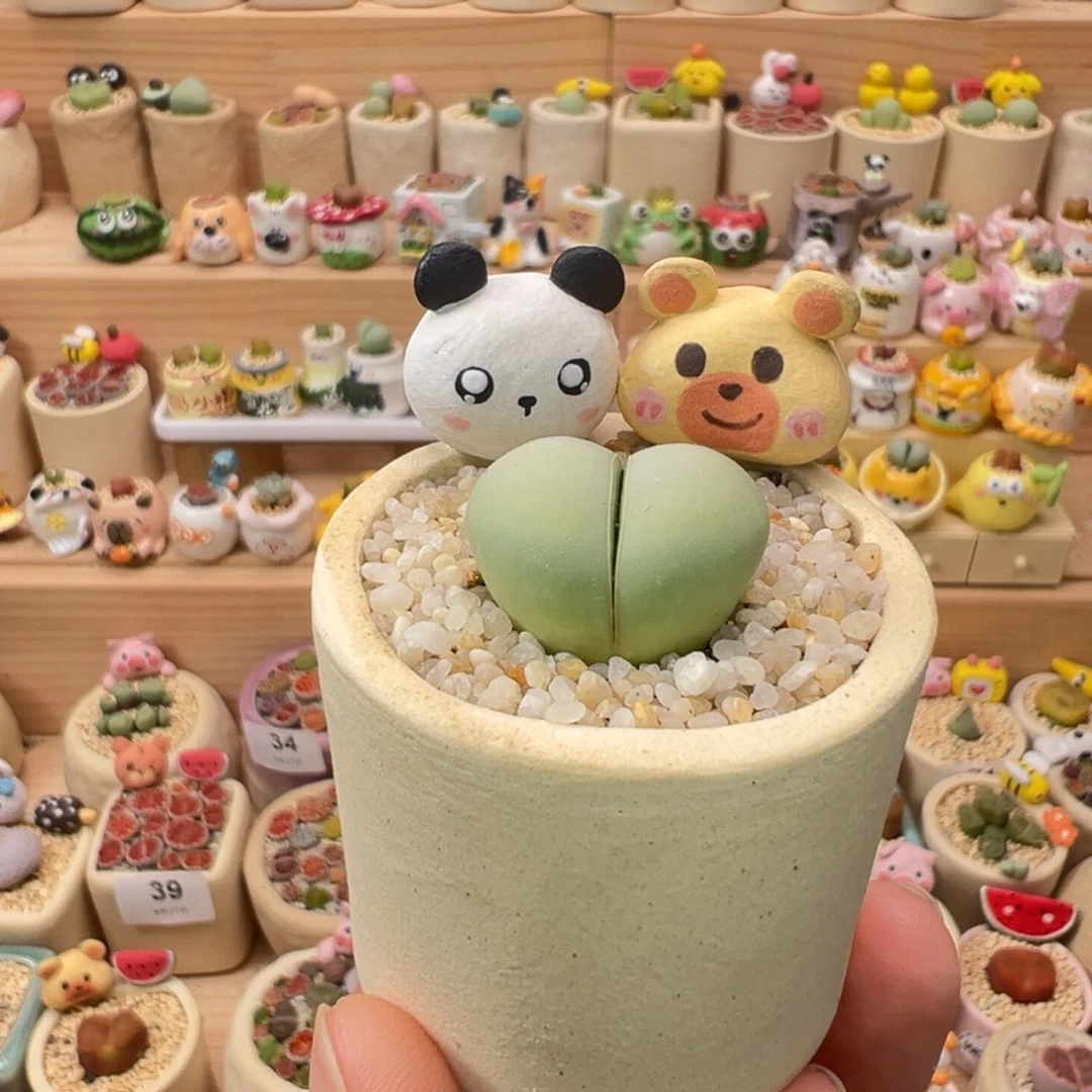 多肉植物67号元宝