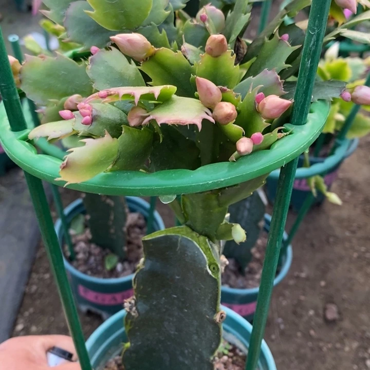 卓***琳完全开放2286重瓣花