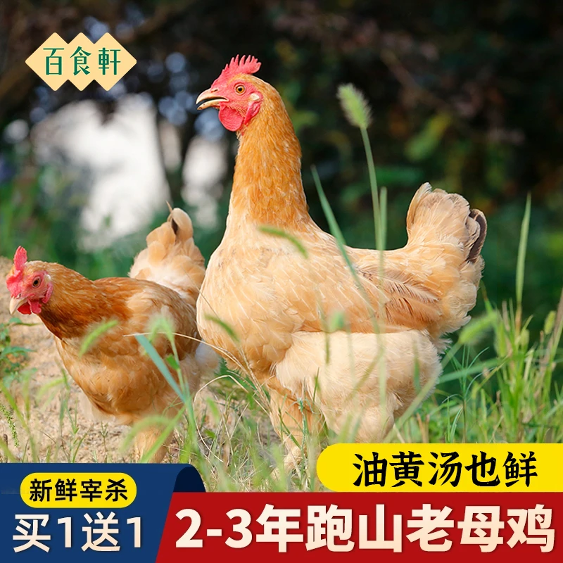 【晖哥分享】大别山正宗黄油老母鸡草鸡2只4.5斤现杀土鸡 煲汤炖汤