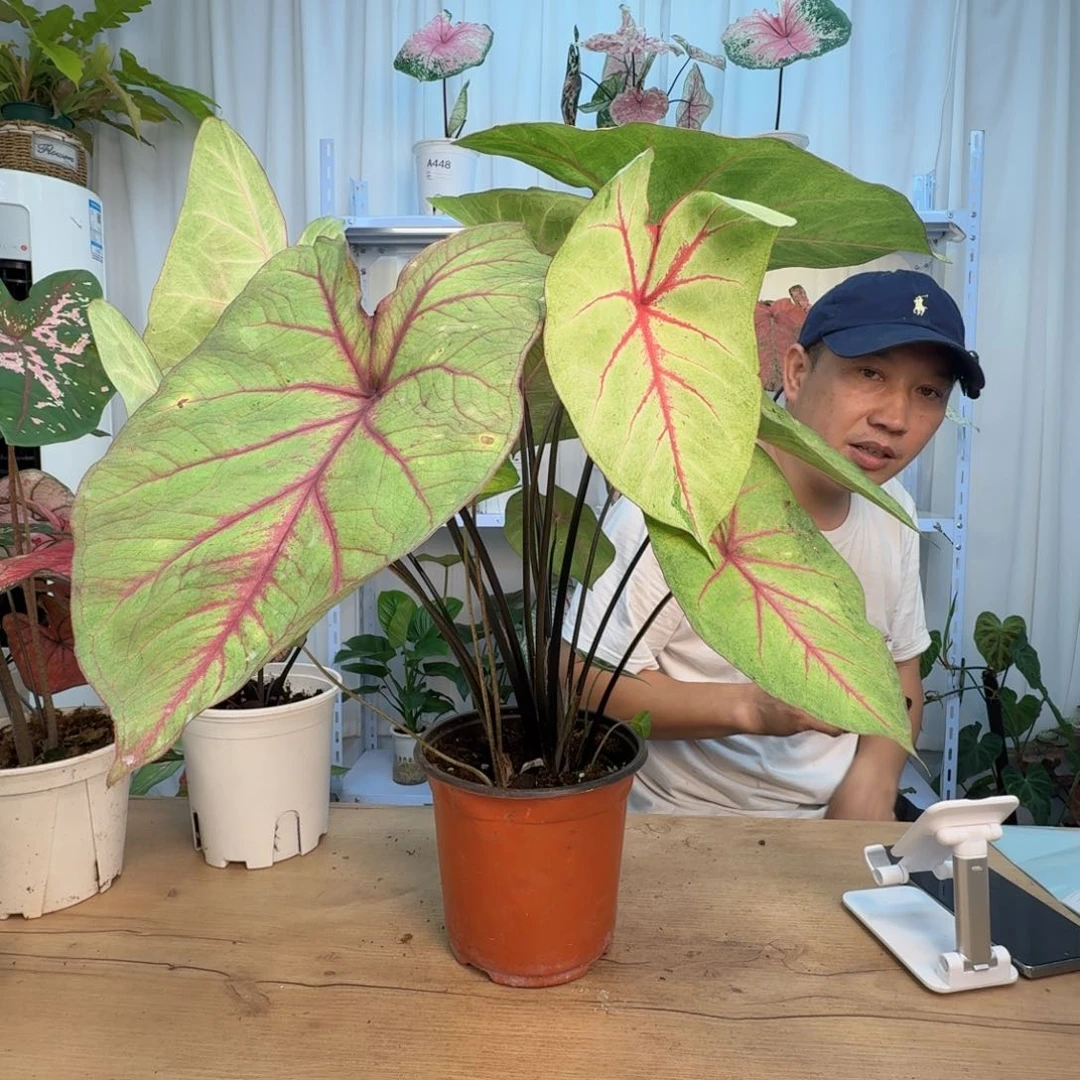 无花朵佳*A454连衣裙一物一拍 不包叶损