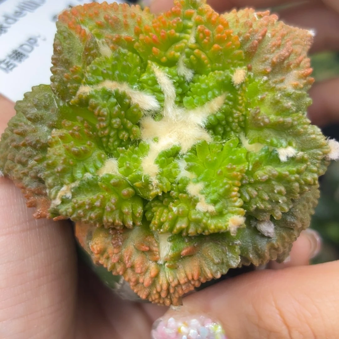 212 草球嫁接仙人球