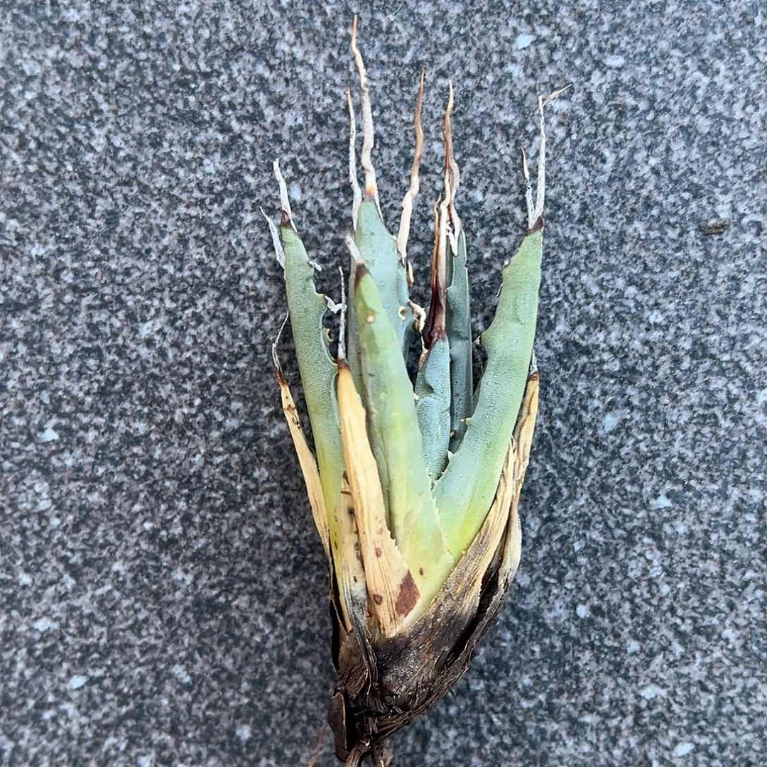 无花朵憎*曲刺妖炎生桩福利