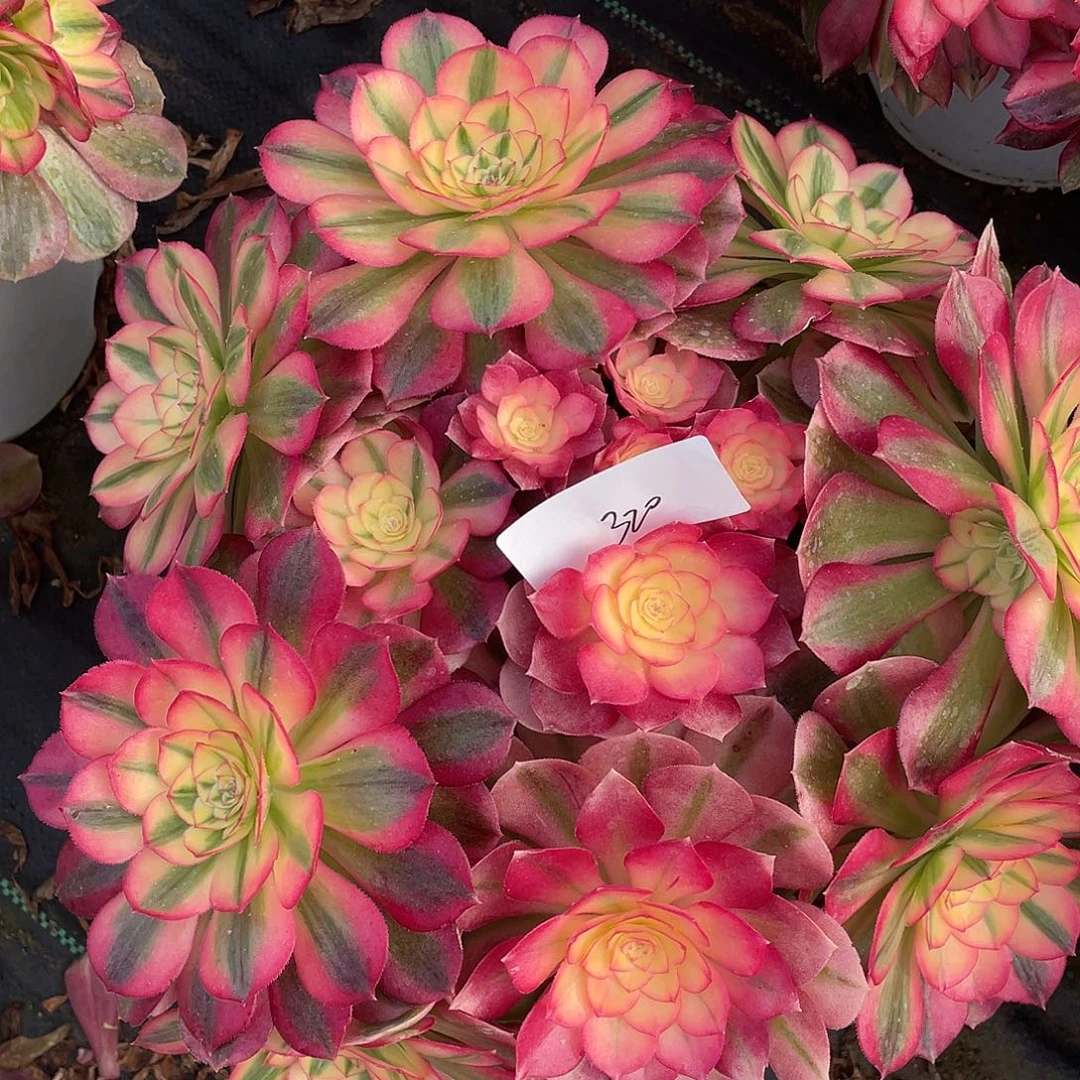 320111111111111111111