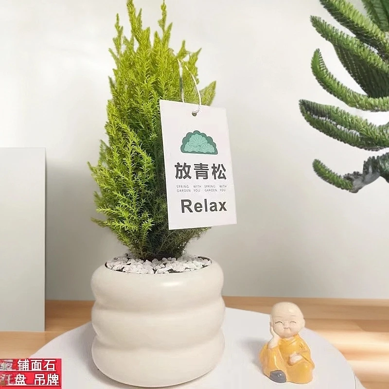 小香松绿植桌面防辐射盆栽净化空气植物四季长青绿植圣诞树北欧风