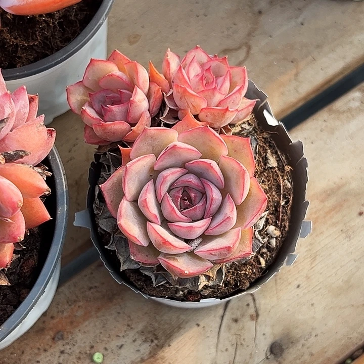 多头      艾格丽亚   玫瑰