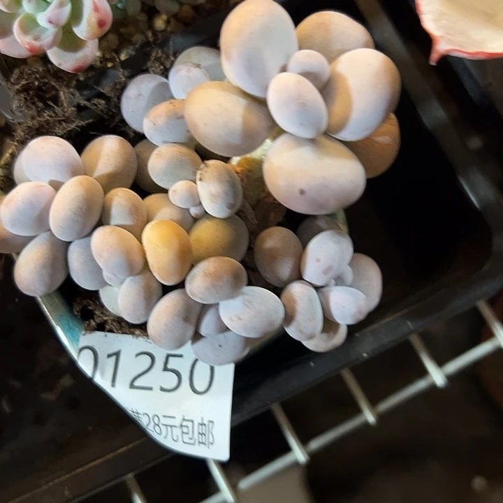 幸运的是我还没遇到你