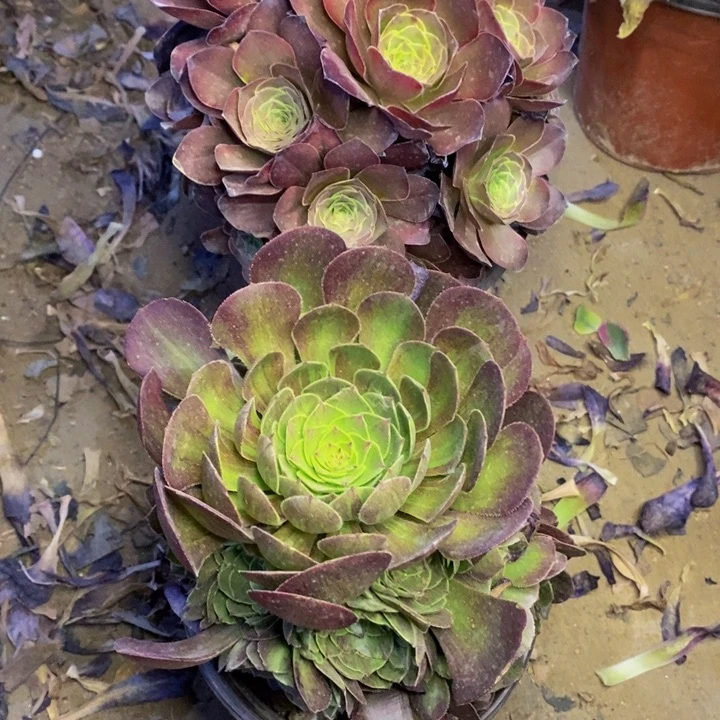 两盆多肉断头不包4963