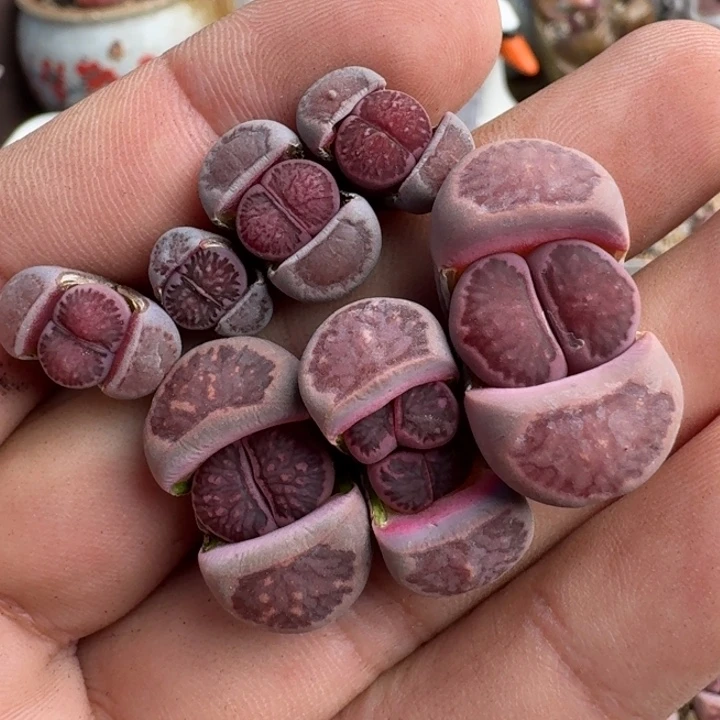 在**昆K361岛田紫菊回交和紫菊回交三年