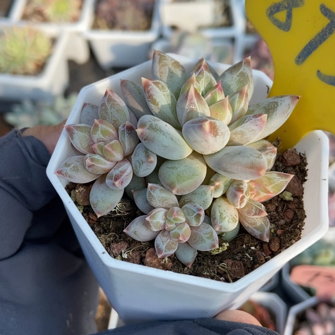 875伊丽莎白多肉植物