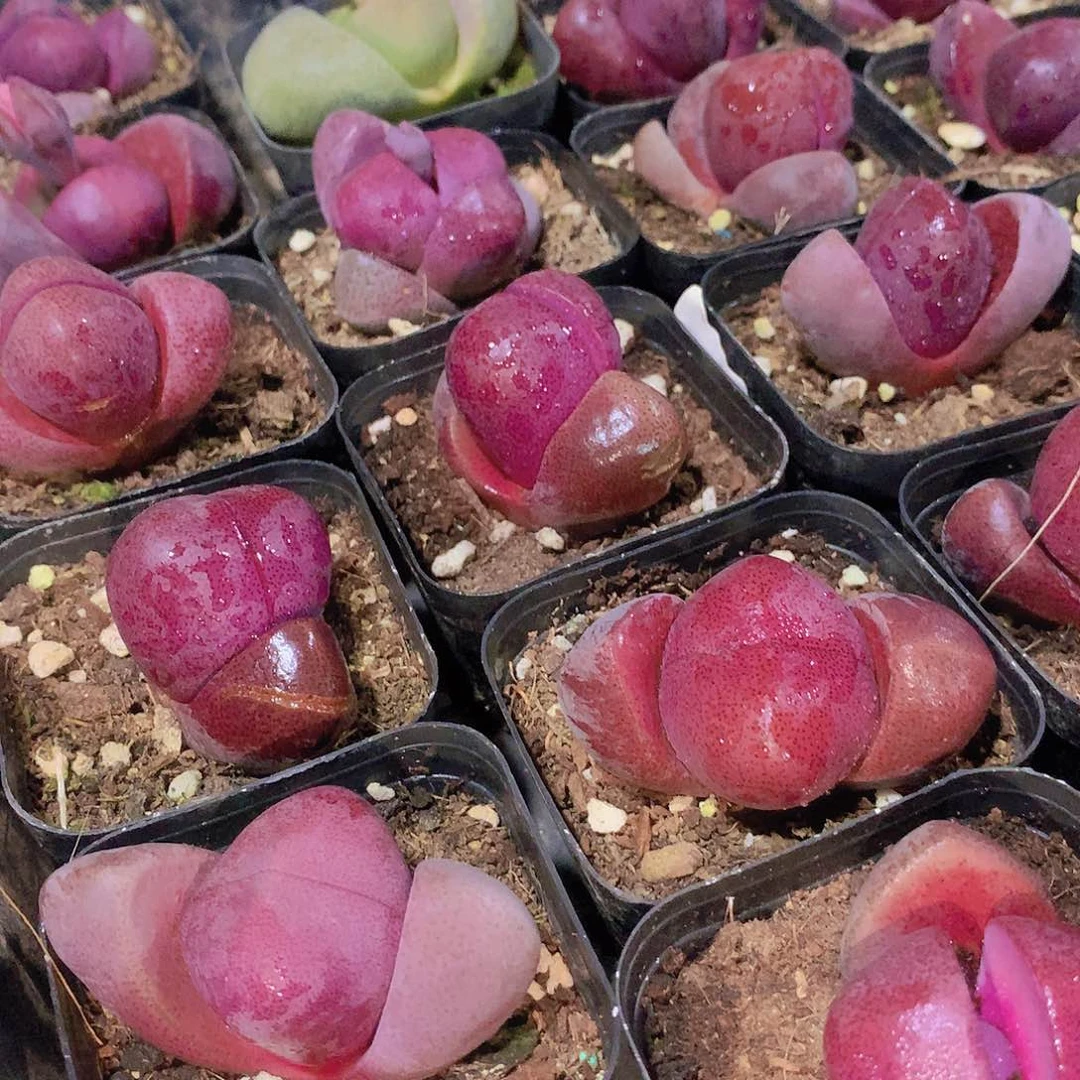 紫元宝234678899000