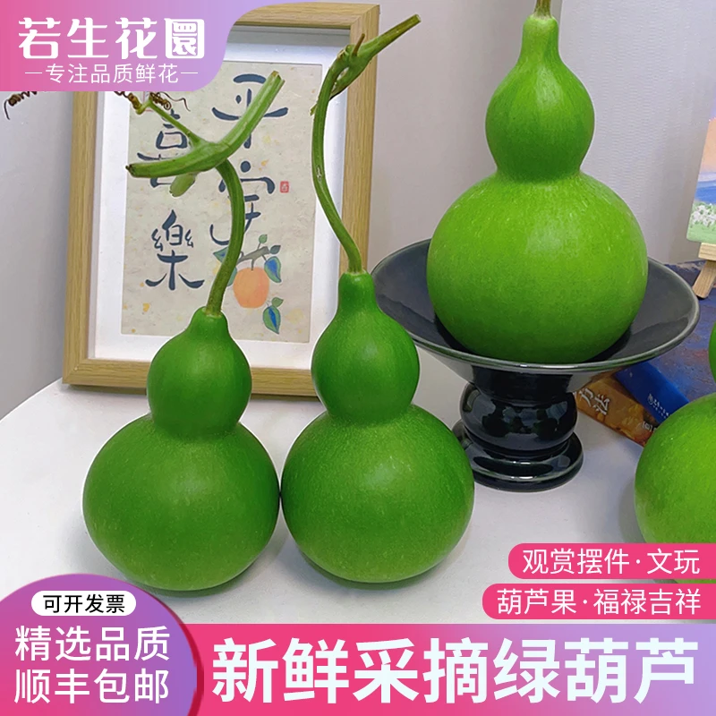 【一物一拍】新鲜葫芦果绿皮福禄双全吉祥好运装饰摆件观赏送礼佳品