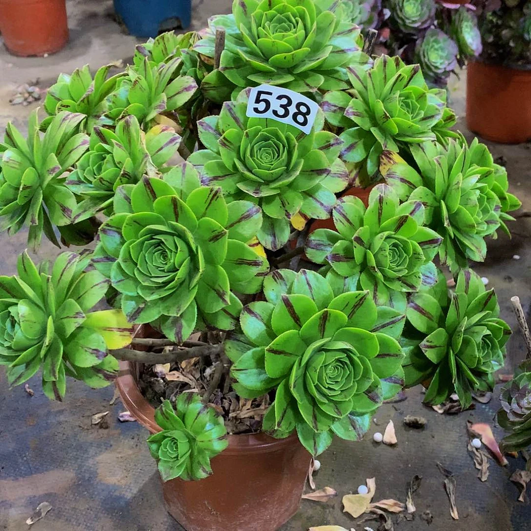 海*多肉碧火538.000000