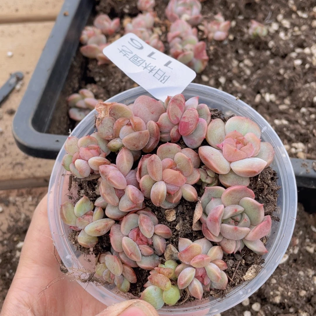 多肉植物多肉植物116
