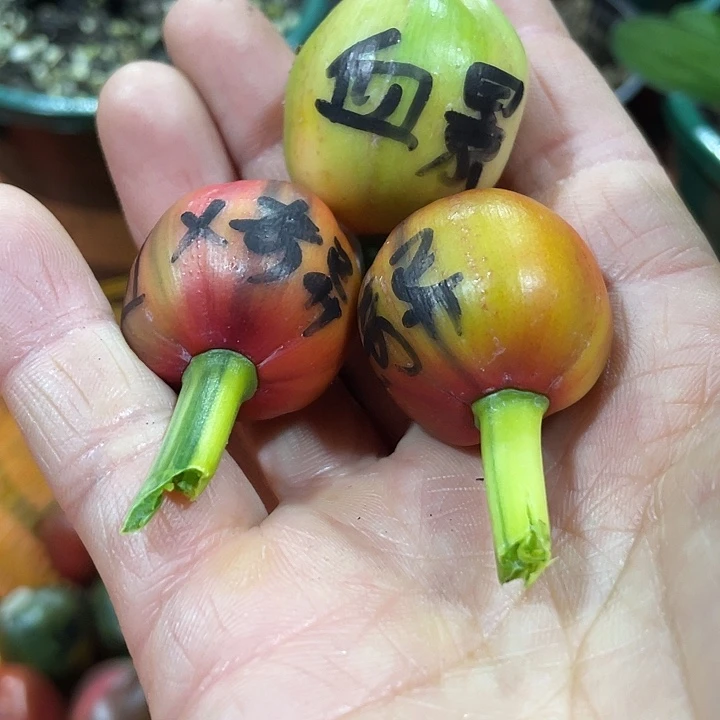 人***常完全开放君子兰四季开花稀释甲醛