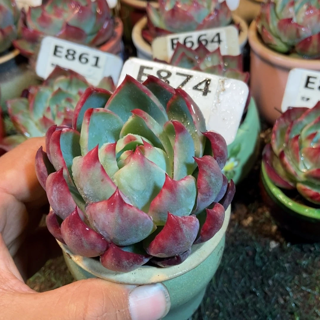 惊鸿一瞥874号楼多肉