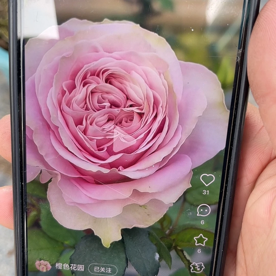 无花朵——海蒂 福利款