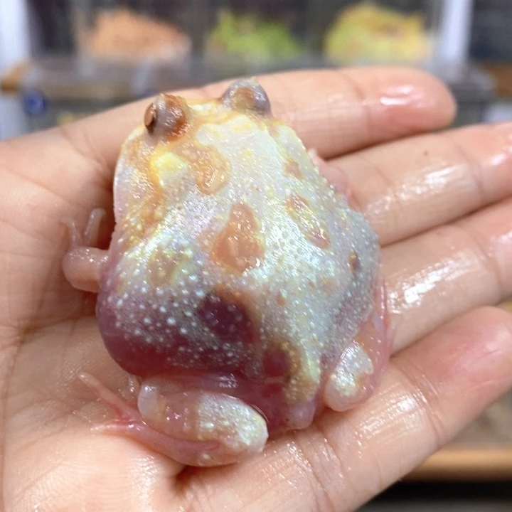 角蛙543号马上全红魔童