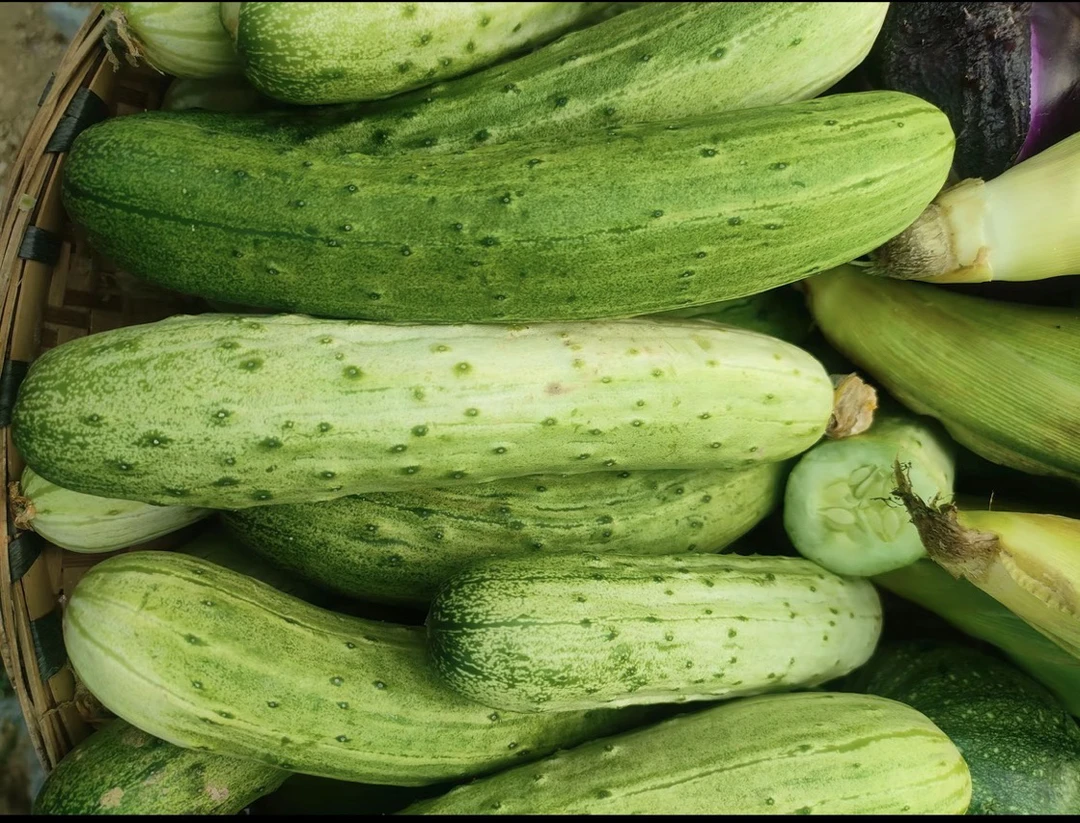 （贵州现摘现发）老品种黄瓜小时候味道