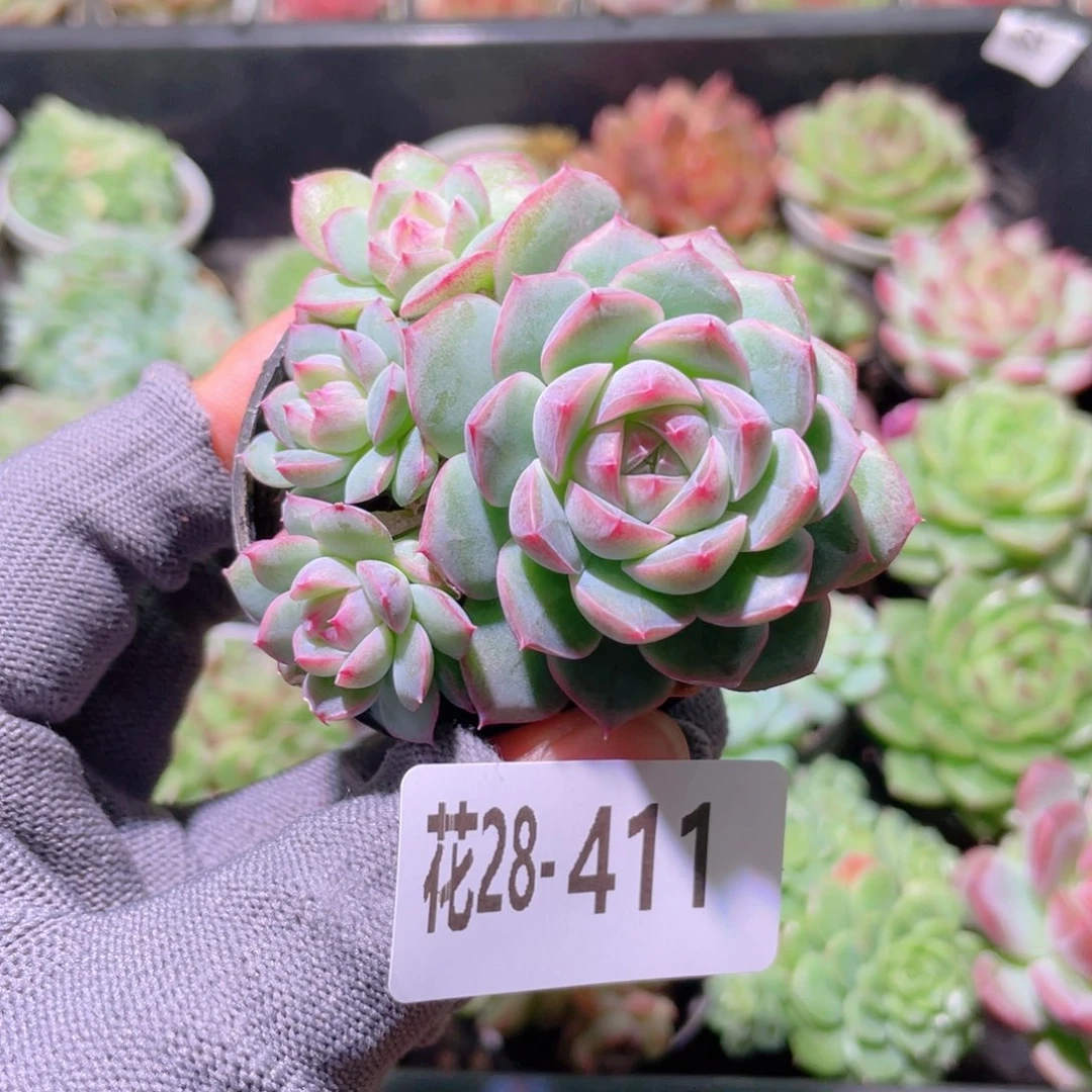 花利美28-411新品珍妮