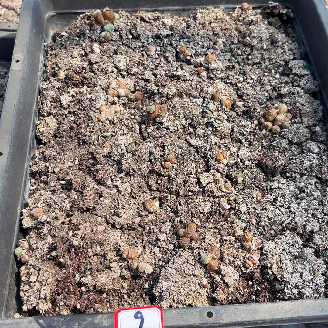 00009 清框脱土发……