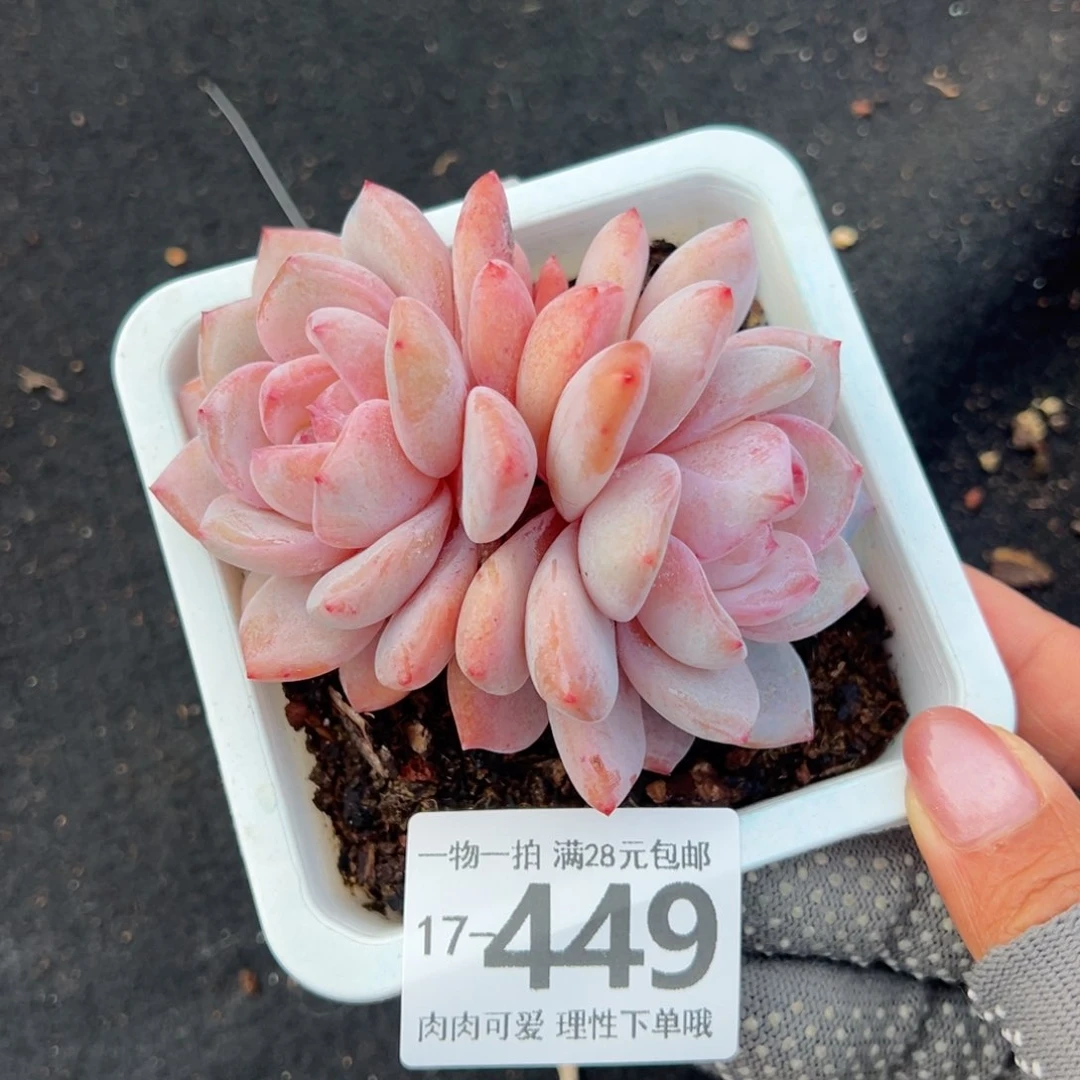 橙梦露多肉多肉多肉