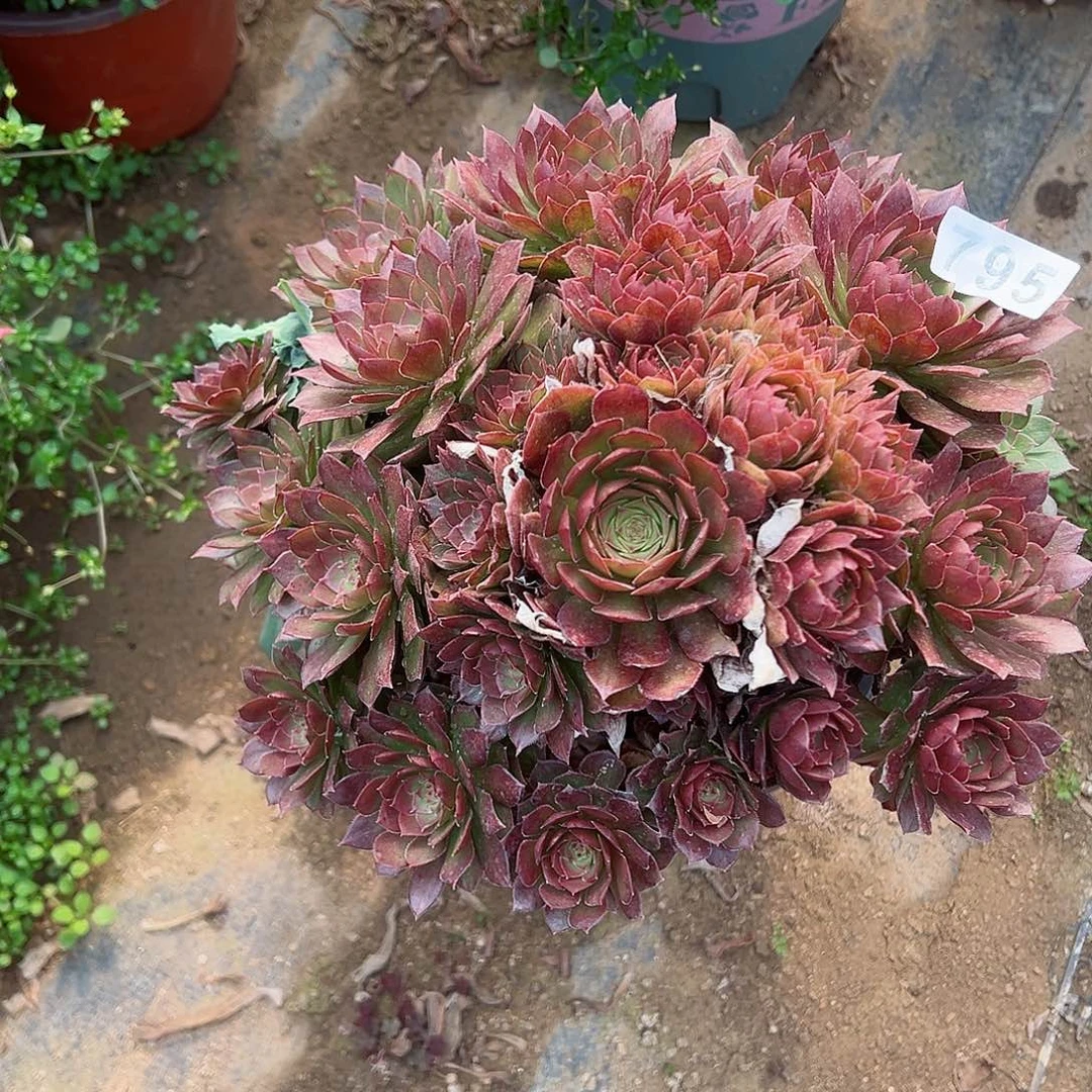 紫砂茶宠红魔老桩一颗795