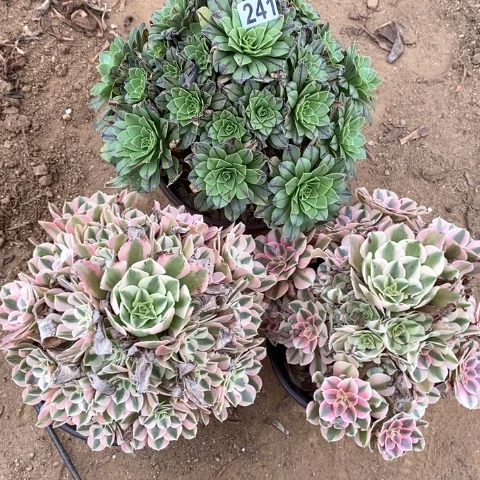 241三颗法师多肉植物