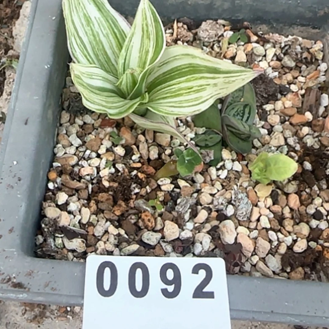 【闪购商品】随****7块根植物