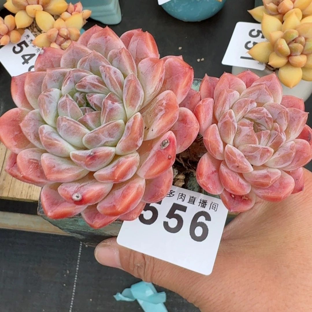 秘境冰魄母本      愿你一路坦途，乘风破浪展宏图