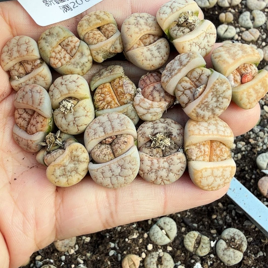 好看我好羡慕你们这一对姐弟关系553是