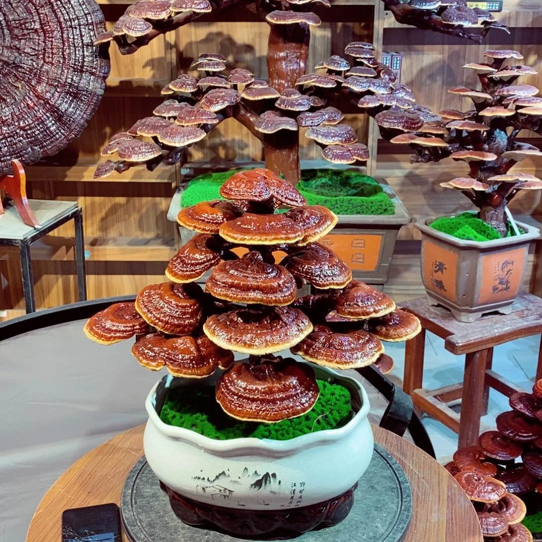 男*发财树的发财树的