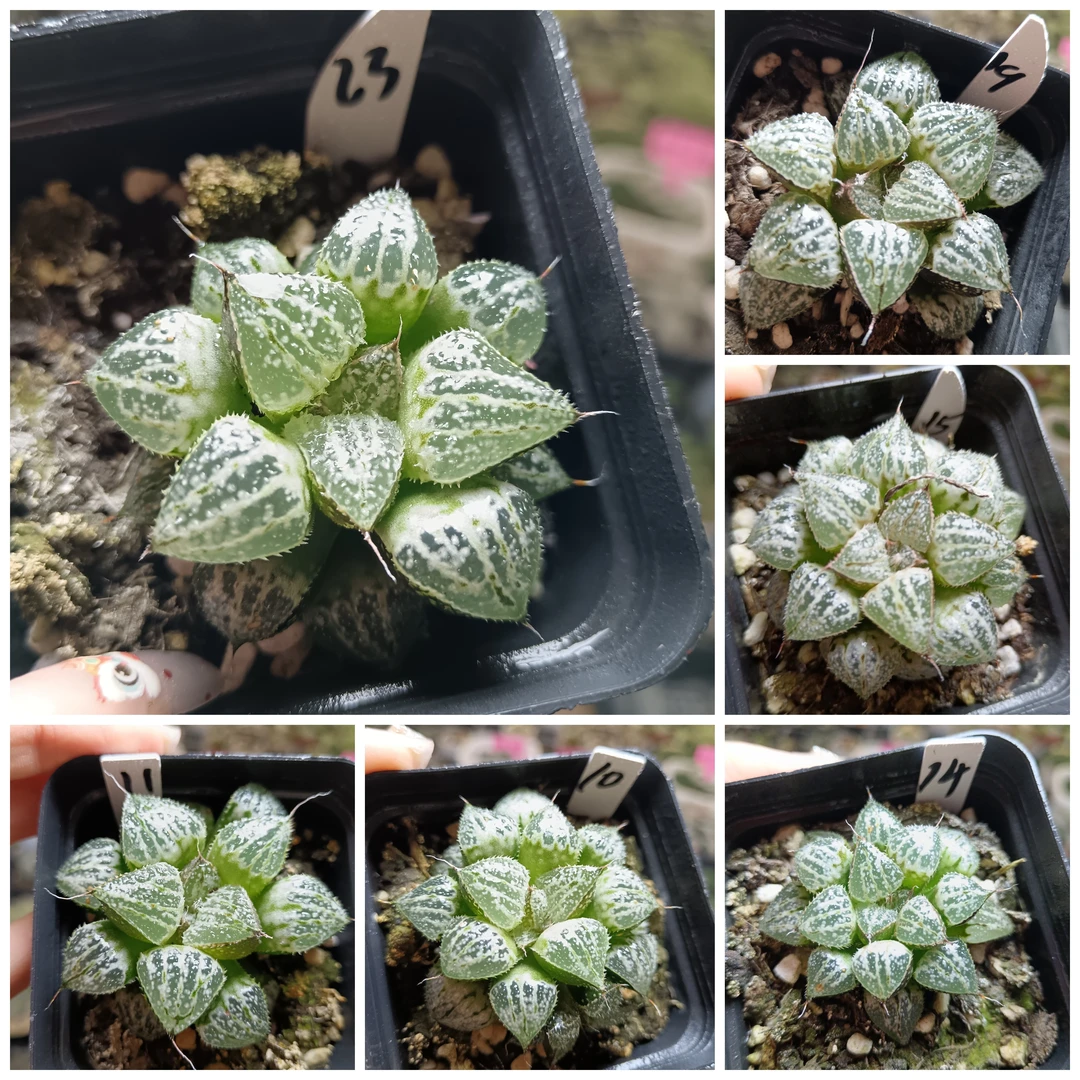 27号C雪景色叶插苗十二卷多肉植物一物一拍带盆带土发货25年2月21