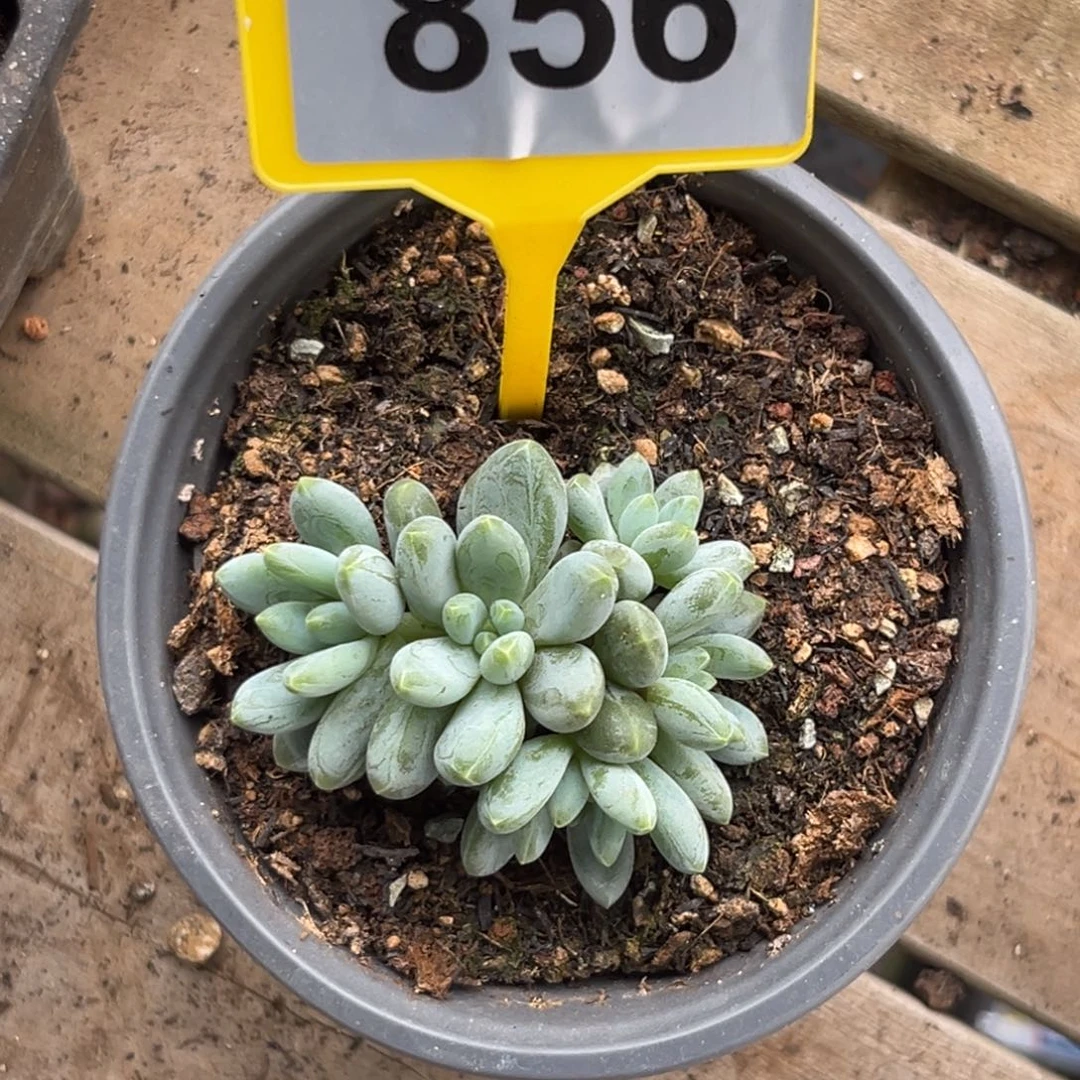 多肉植物海豚体阿蒂斯托856