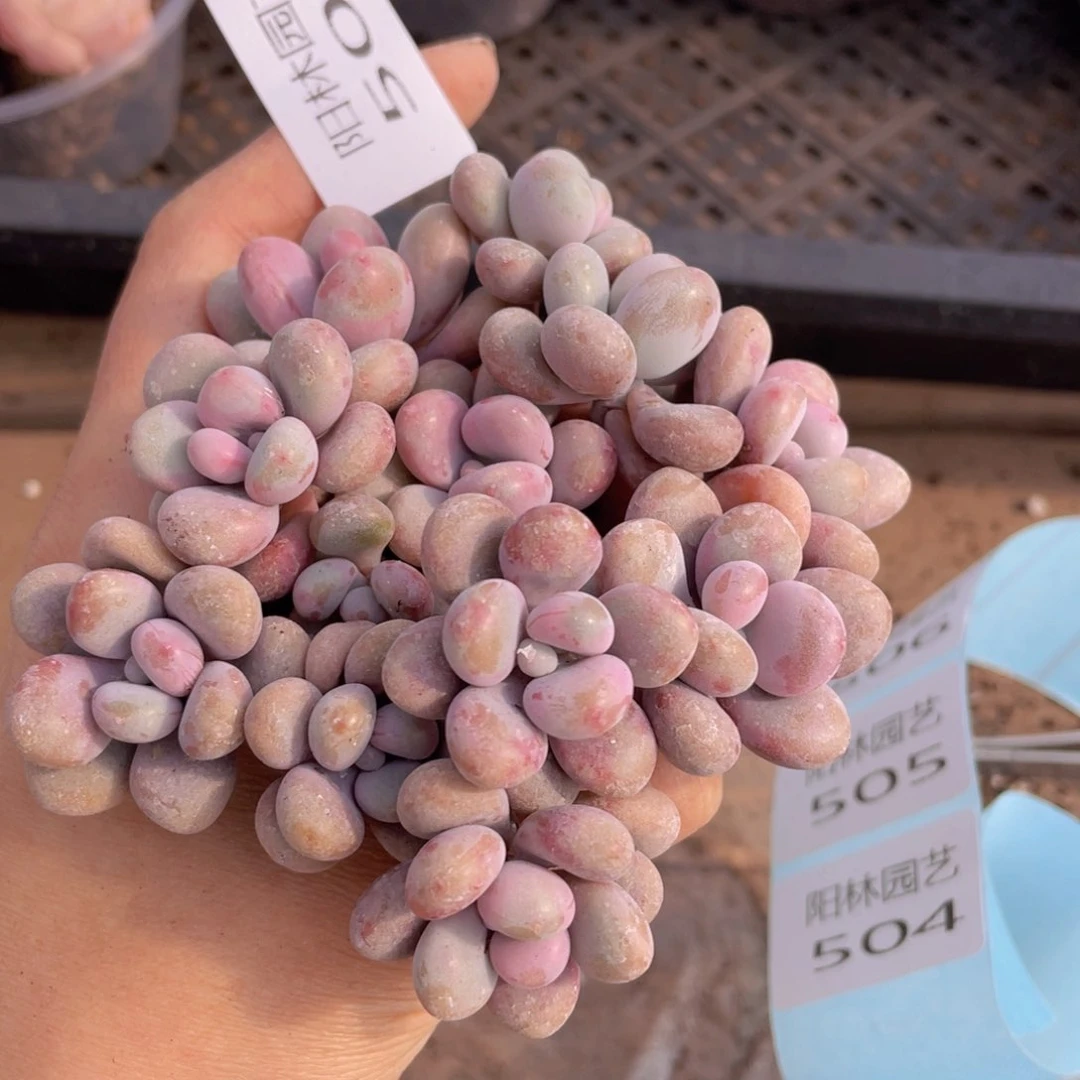 ~*雨多肉植物多肉植物503