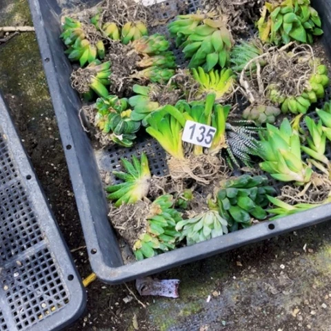 135丑雨露一筐一物一图如图