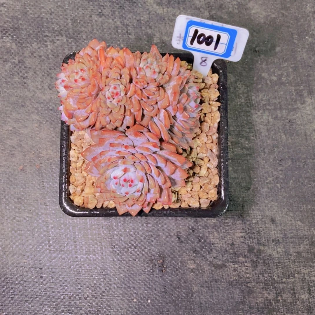 小***～1001星星澄朵朵缀