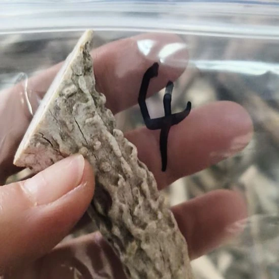 惠***馆鹿角鹿角鹿角鹿角鹿角鹿角